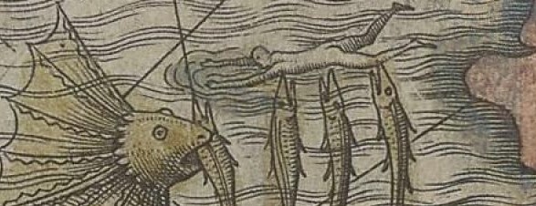 cropped fish