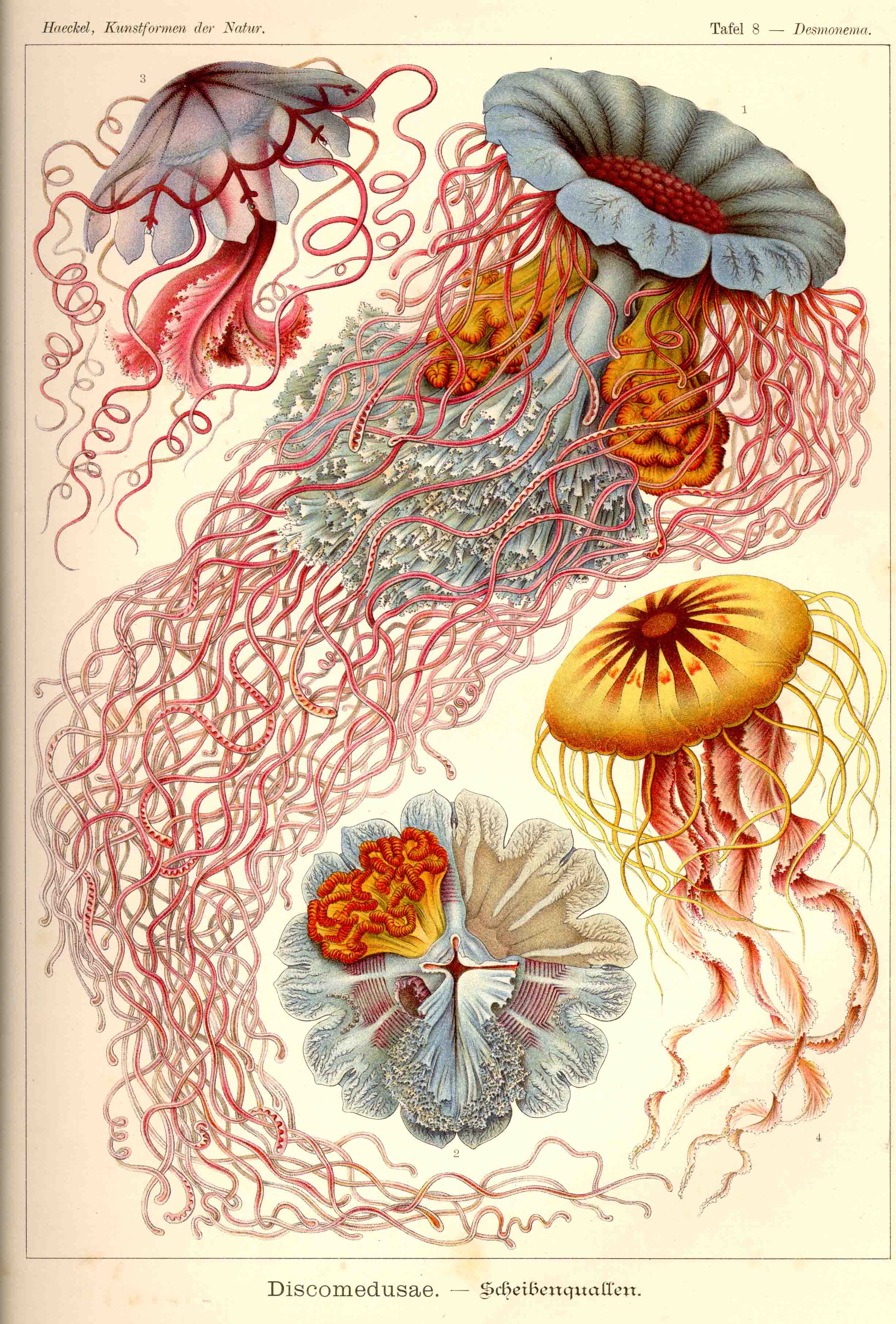 Rich Philipp August Haeckel February 16 1834 August 9 1919 FREE TO USE PUBLIC DOMAIN