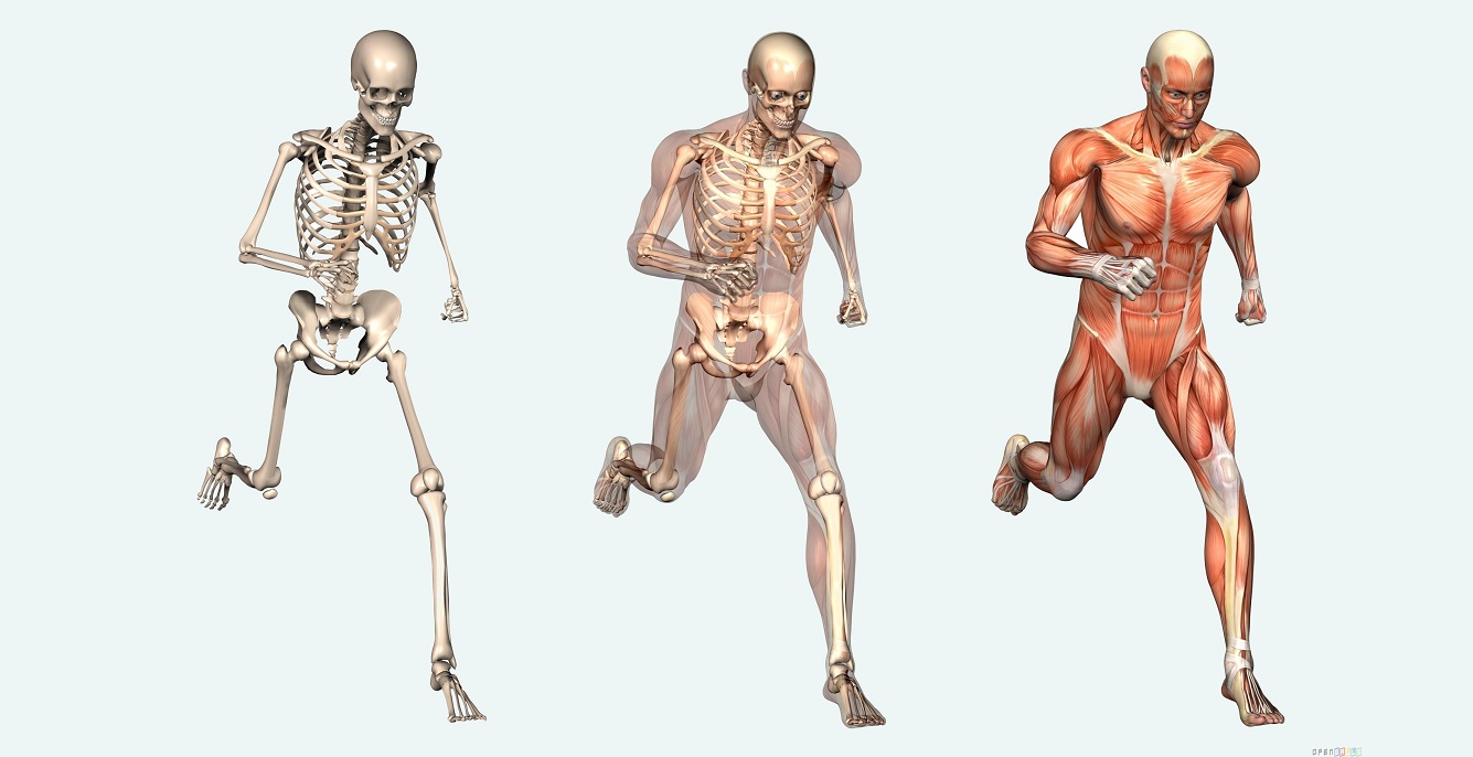 human body study